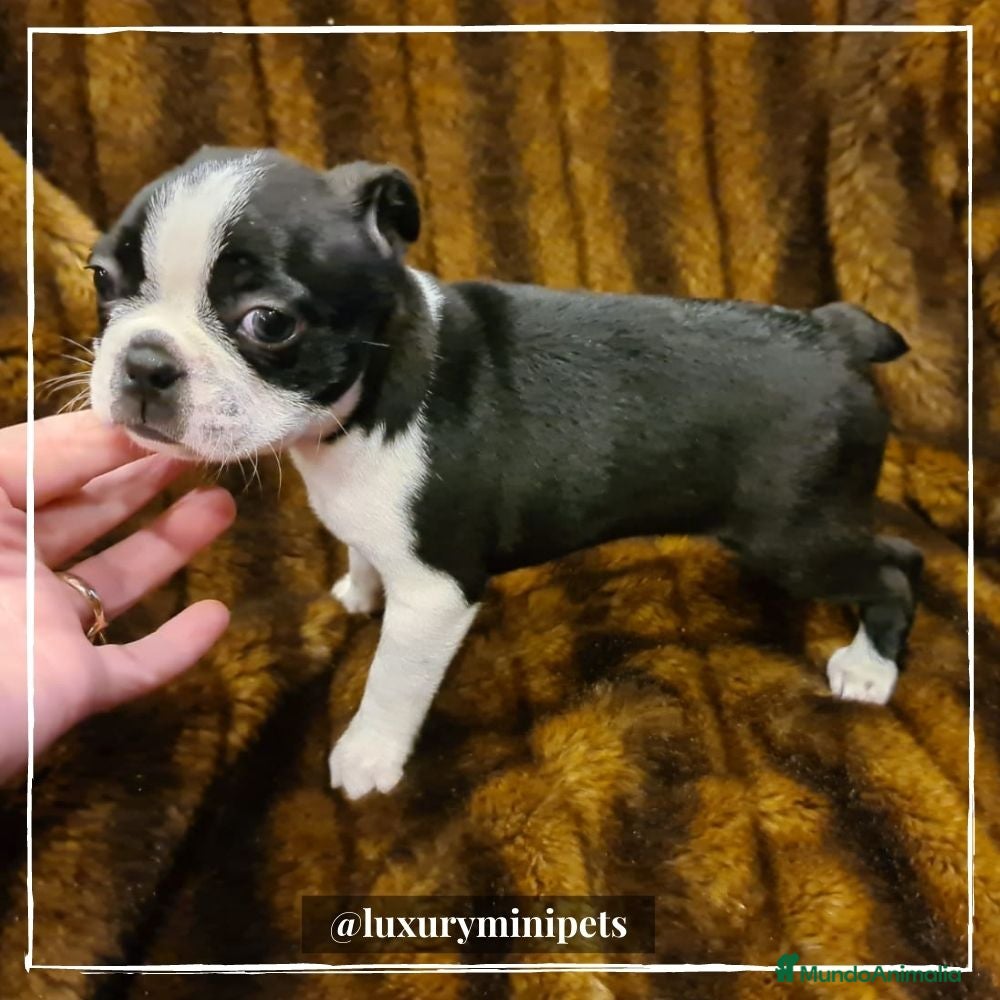 Boston Terrier perros Camada de adorables Boston Teriier en Madrid - Anuncio 1
