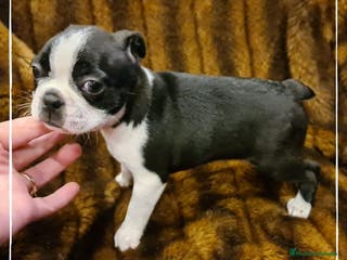 Boston Terrier perros Camada de adorables Boston Teriier en Madrid - Anuncio 8