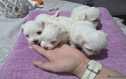 Bichón Maltés perros en venta: Excelente camada de Bichon Maltés  - Imagen 1