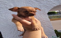 Chihuahua perros en venta: Macho de chihuahua toys  - Imagen 1