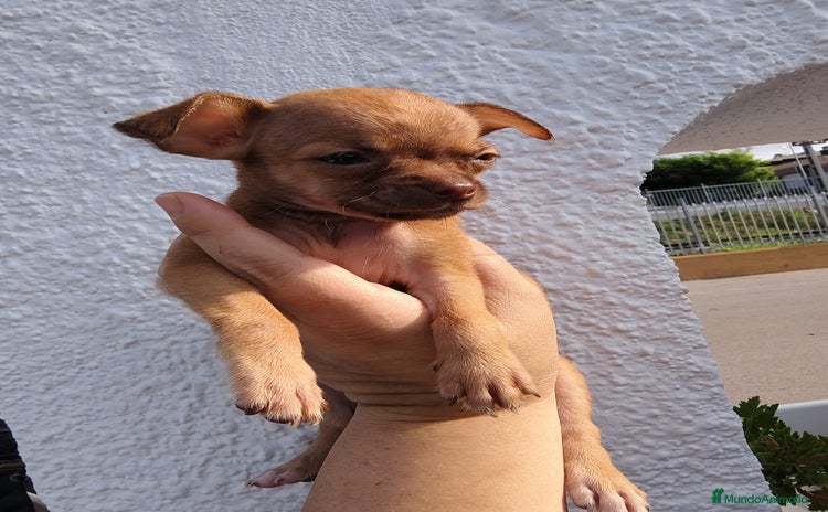 Chihuahua perros - Propaganda 12