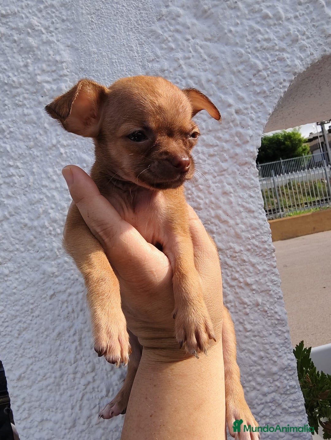 Chihuahua perros en venta: Macho de chihuahua toys  - Imagen 1