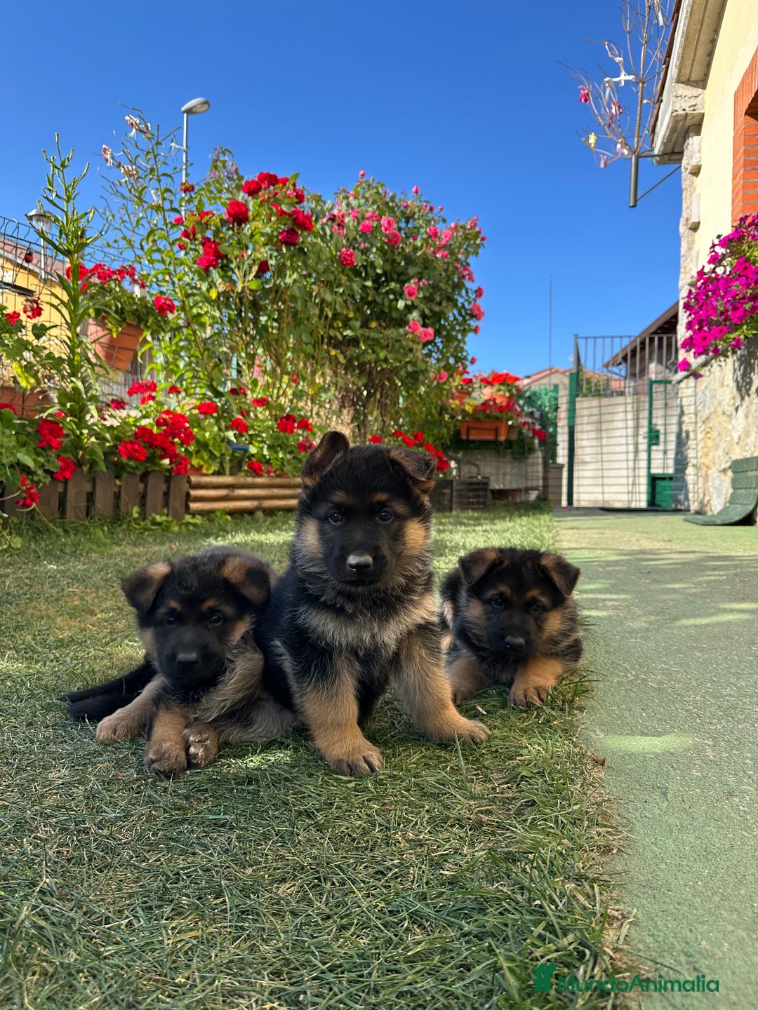 Pastor Alemán perros en venta: Cachorro de pastor alemán  - Imagen 3