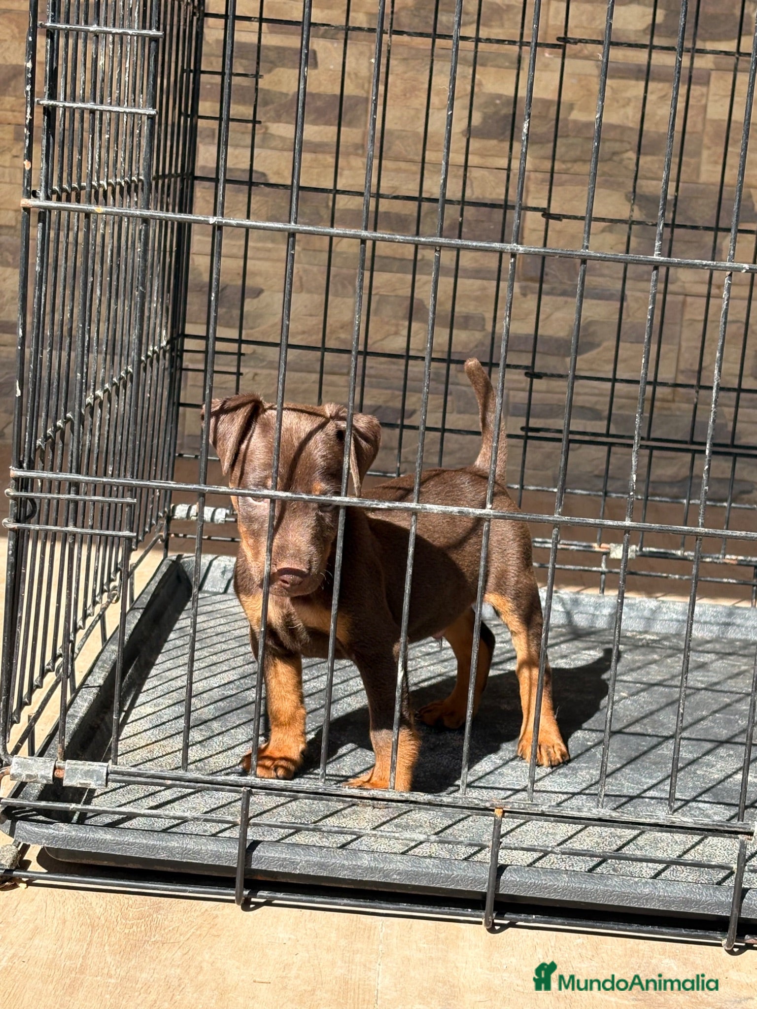 Terrier Alemán de Caza perros Cachorro chocolate Jagd terrier  - Anuncio 2