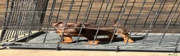 Terrier Alemán de Caza perros en venta: Cachorro chocolate Jagd terrier  - Anuncio 1
