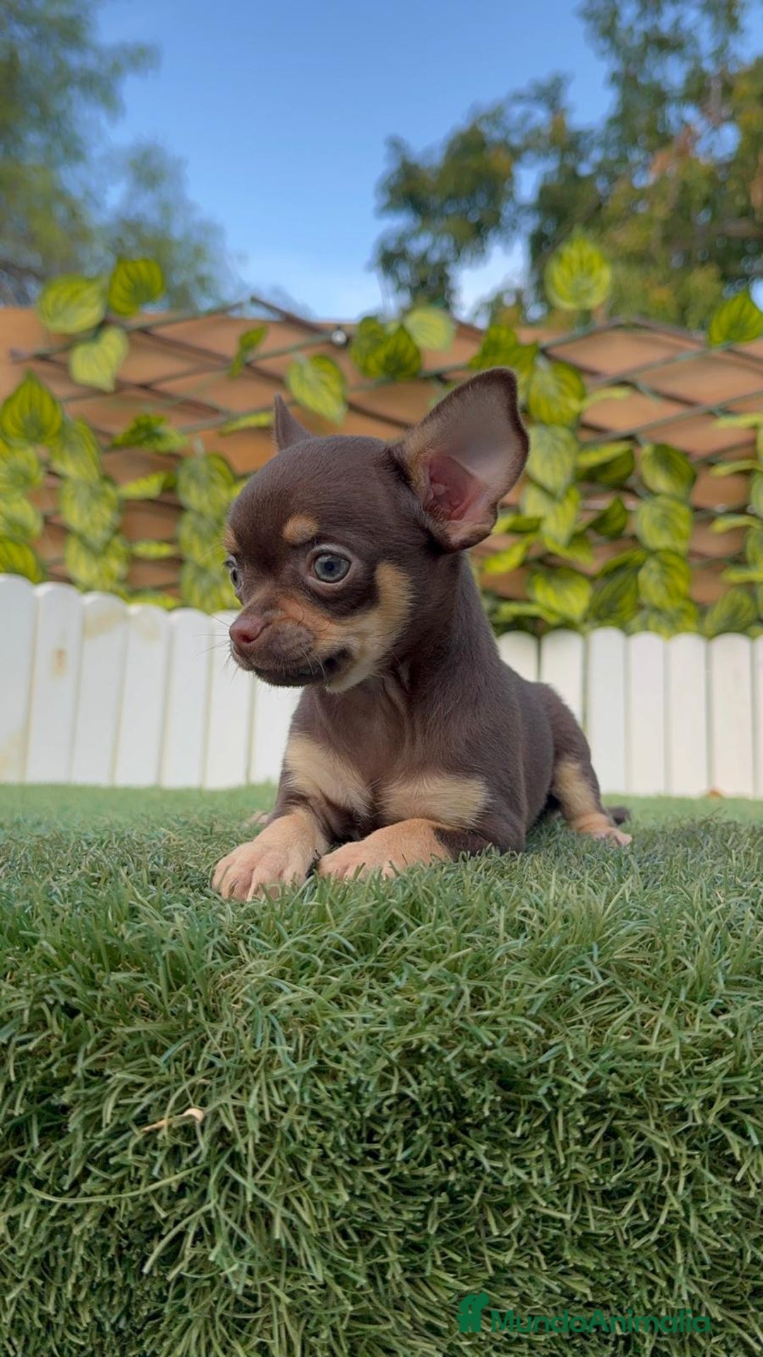 Chihuahua perros en venta: CHIHUAHUA MACHO - Imagen 12