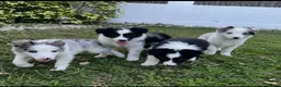 Border Collie perros en venta: CAMADA DE BORDER COLLIE BICOLOR Y MERLE 🐾 - Anuncio 1