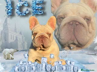 Bulldog Francés perros en Madrid - Anuncio 3