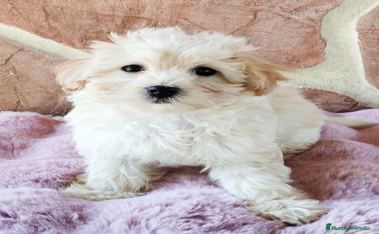Maltipoo perros - Anuncio 3