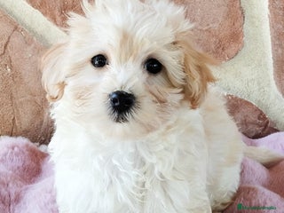 Maltipoo perros - Anuncio 8