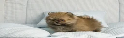 Pomerania perros en venta: CACHORROS DE POMERANIA  - Anuncio 7