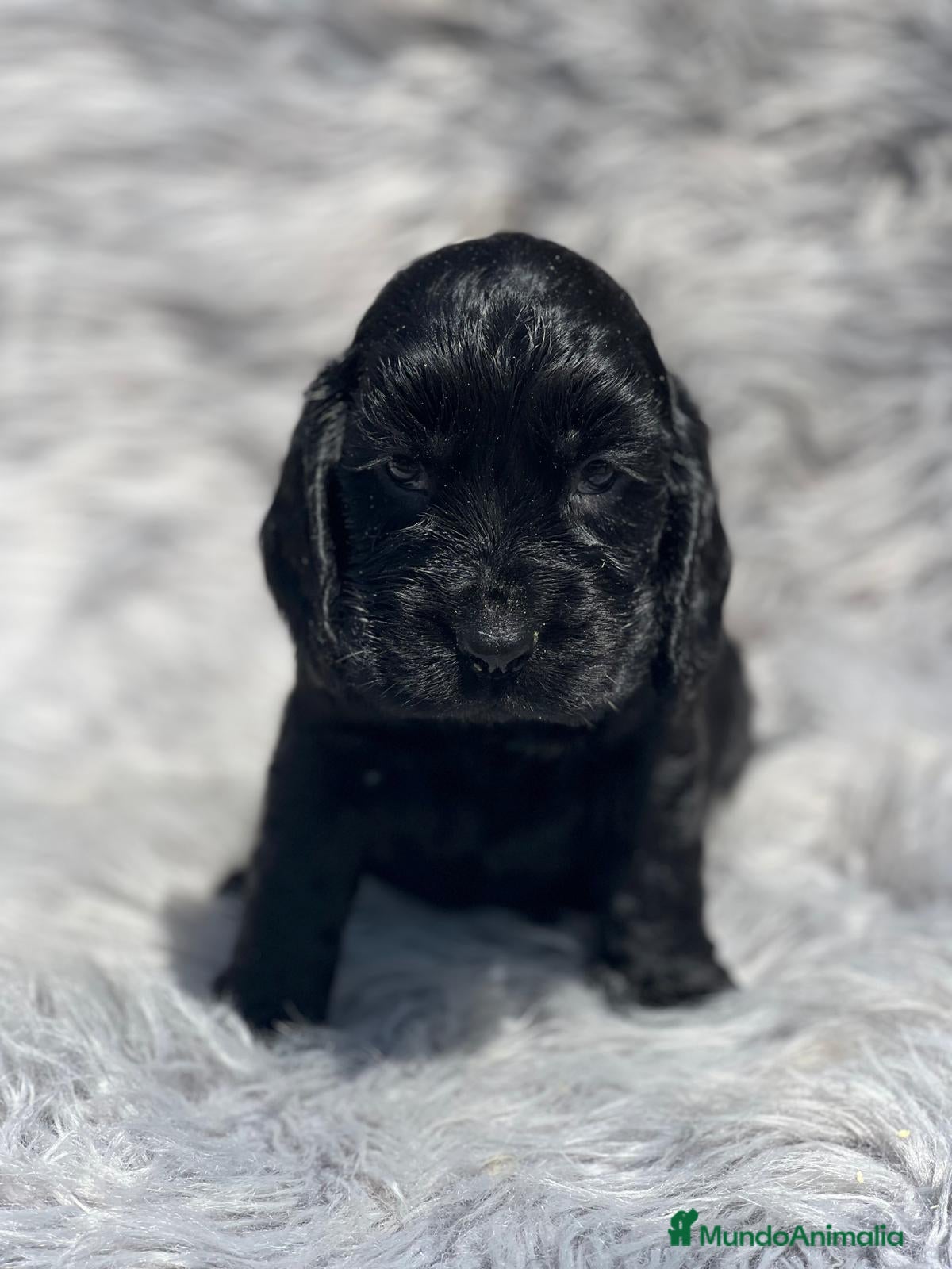 Cocker Spaniel Inglés perros COCKER SPANIEL INGLÉS NEGRO - Anuncio 2