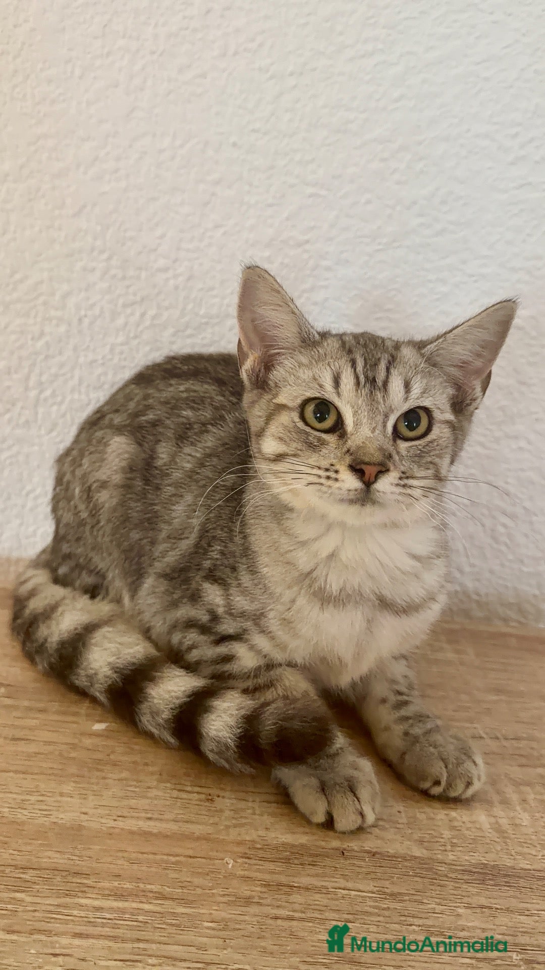 Raza Mixta gatos Cruce de British  - Anuncio 2