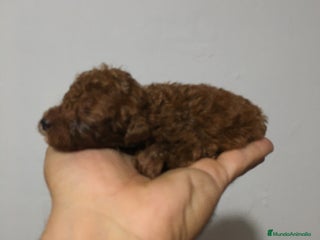 Caniche Toy perros IMPRESIONANTES CANICHES TOYS Y ENANOS PEQUEÑITOS en Murcia - Anuncio 2