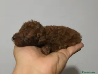 Caniche Toy perros IMPRESIONANTES CANICHES TOYS Y ENANOS PEQUEÑITOS en Murcia - Anuncio 27