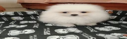 Pomerania perros en venta: Cachorro pomerania macho - Anuncio 2