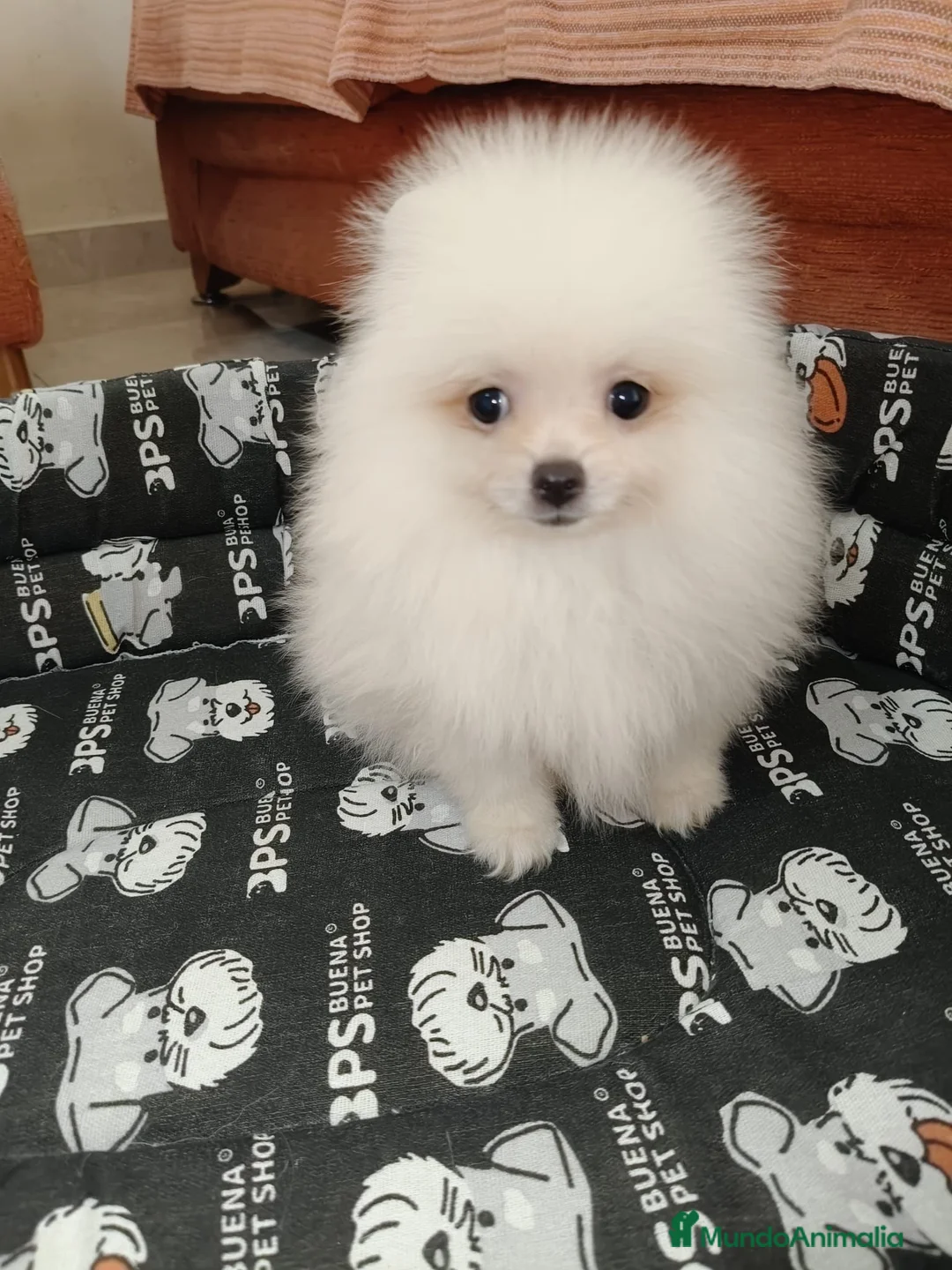 Pomerania perros en venta: Cachorro pomerania macho - Anuncio 2