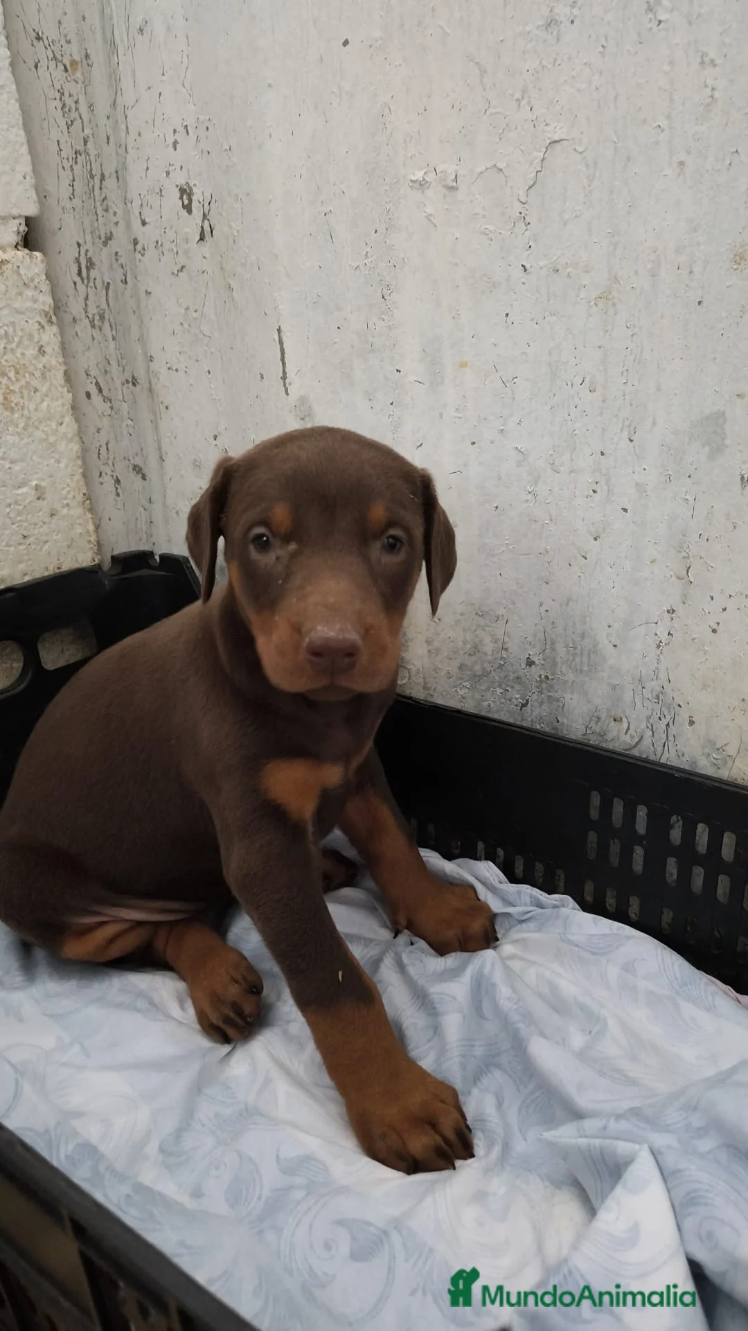 Dobermann perros en venta: Último macho de doberman chocolate  - Anuncio 4
