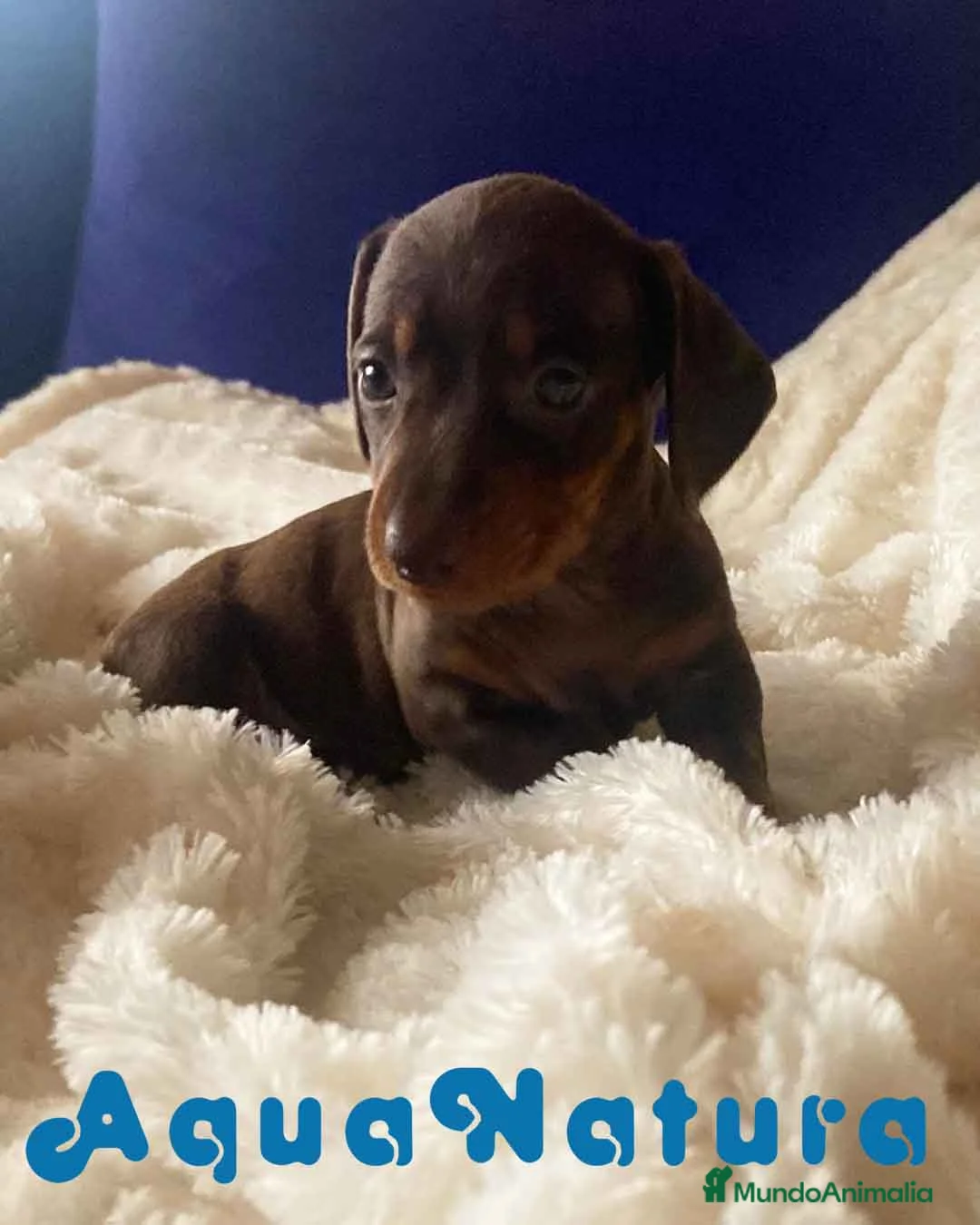 Teckel perros en venta:  Teckel Macho de Kily y Tilo 1883 AQUANATURA en Barcelona - Anuncio 8