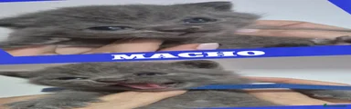 Británico de Pelo Corto 5