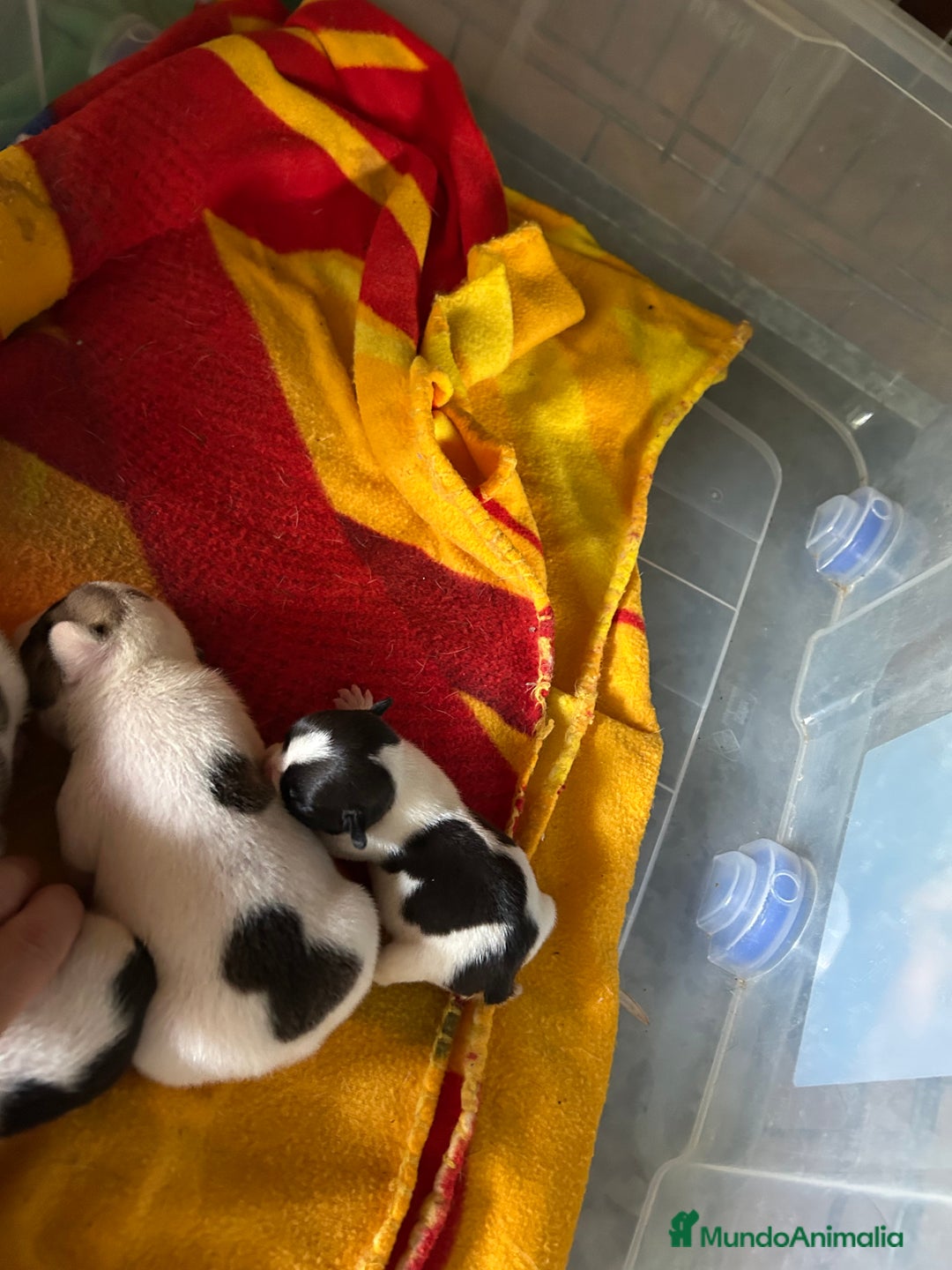 Bulldog Francés perros en venta: Bulldog francés  - Imagen 13