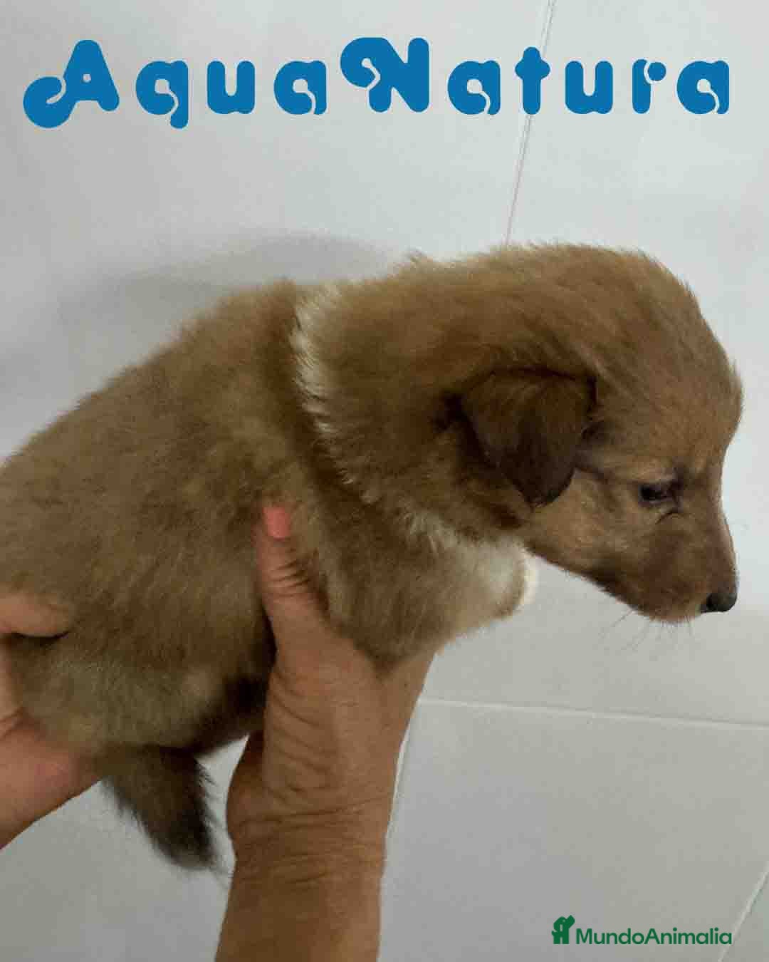 Perro Pastor de las Shetland perros en venta: Pastor de Shetland Macho 2 de Nana AQUANATURA - Anuncio 3