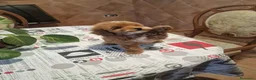 Caniche Toy perros en venta: Caniche toy hembrita precio real - Anuncio 3