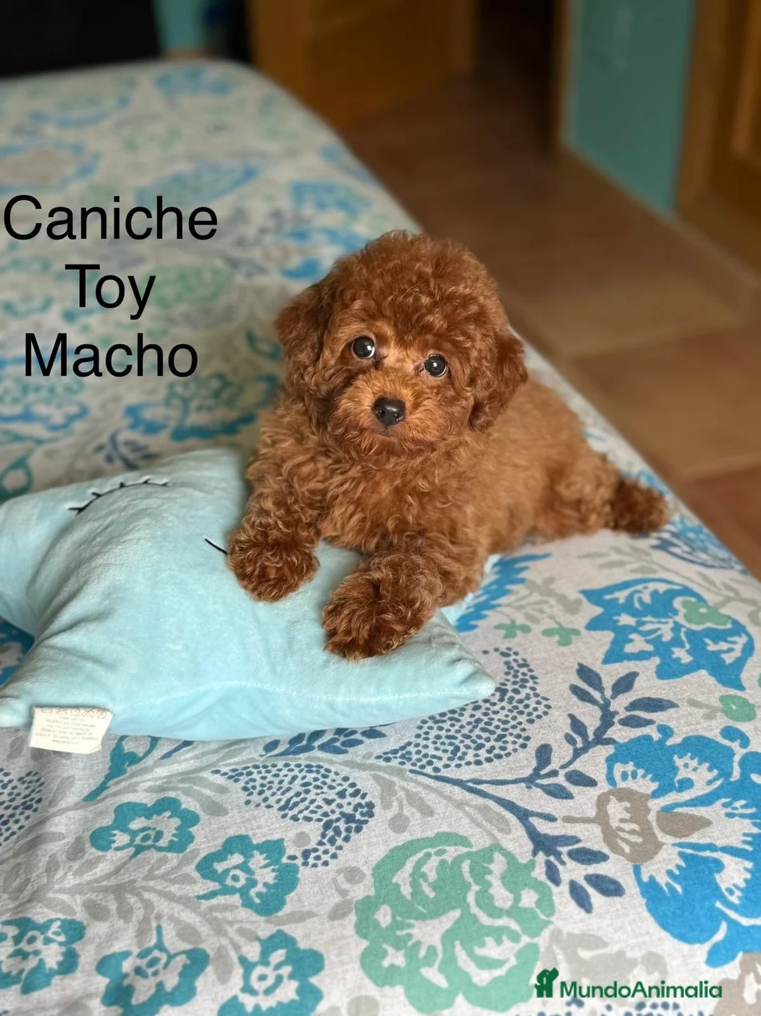 Caniche Toy perros en venta: Caniche toy con todas las vacunas !!! - Anuncio 2