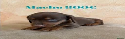 Teckel Miniatura perros en venta: Impresionantes teckel mini  - Anuncio 9