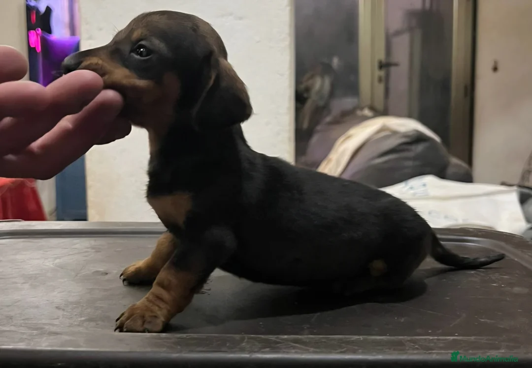 Teckel Miniatura perros en venta: Teckel kaninchen  - Anuncio 2