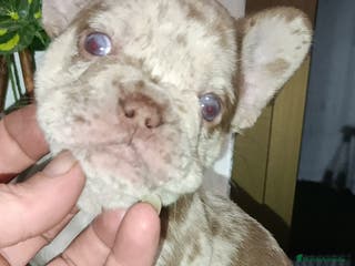 Bulldog Francés perros Bulldog francés exóticos - Anuncio 1