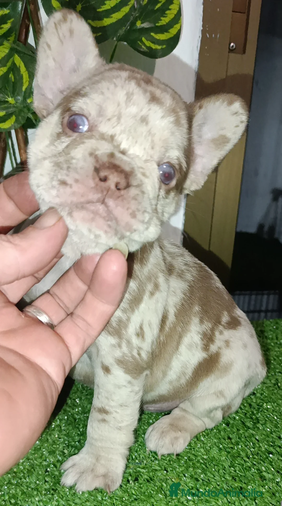 Bulldog Francés perros en venta: Bulldog francés exóticos  - Anuncio 1