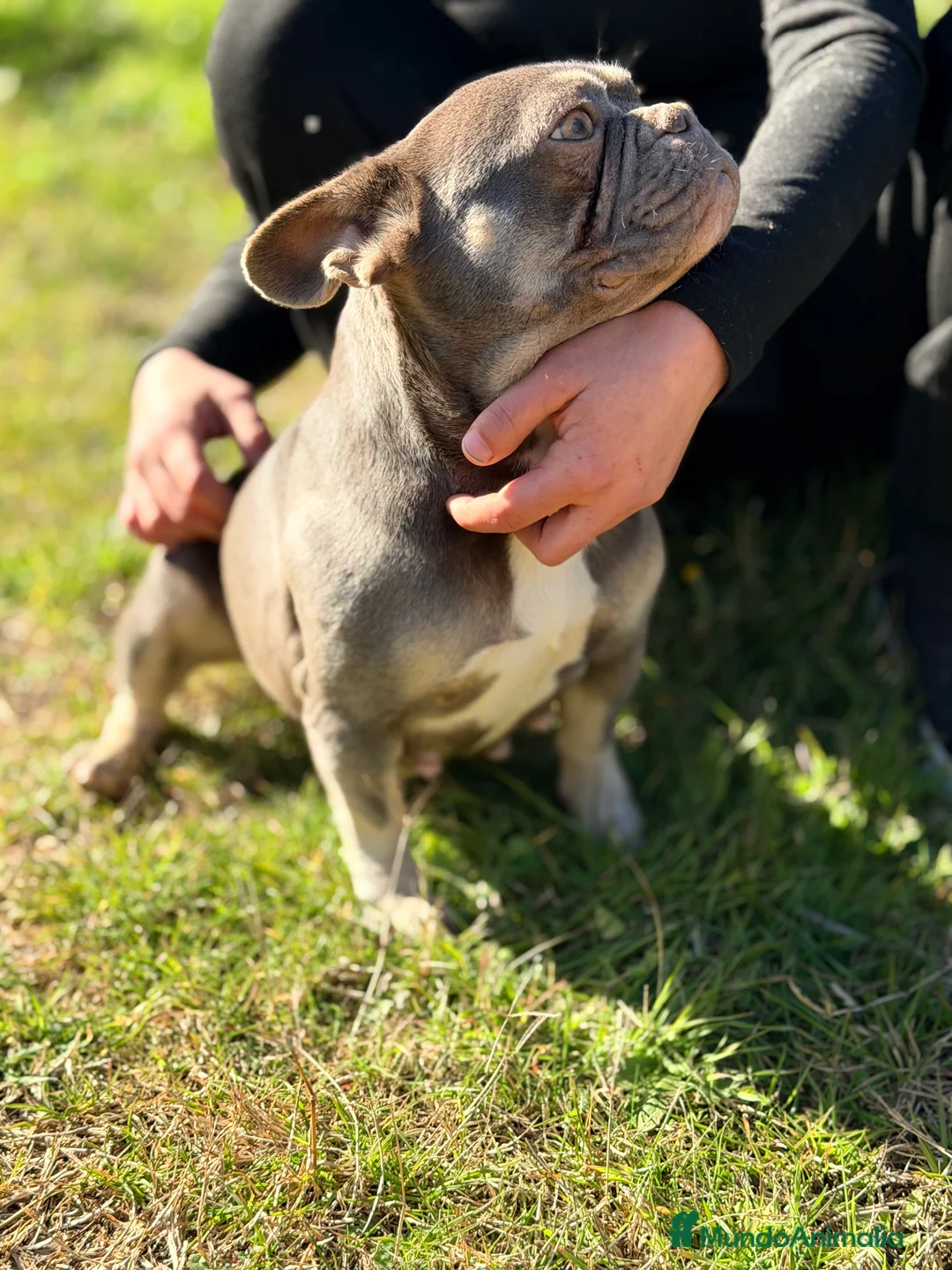 Bulldog Francés perros en venta: Bulldog francés MUY ECONOMICA - Anuncio 9