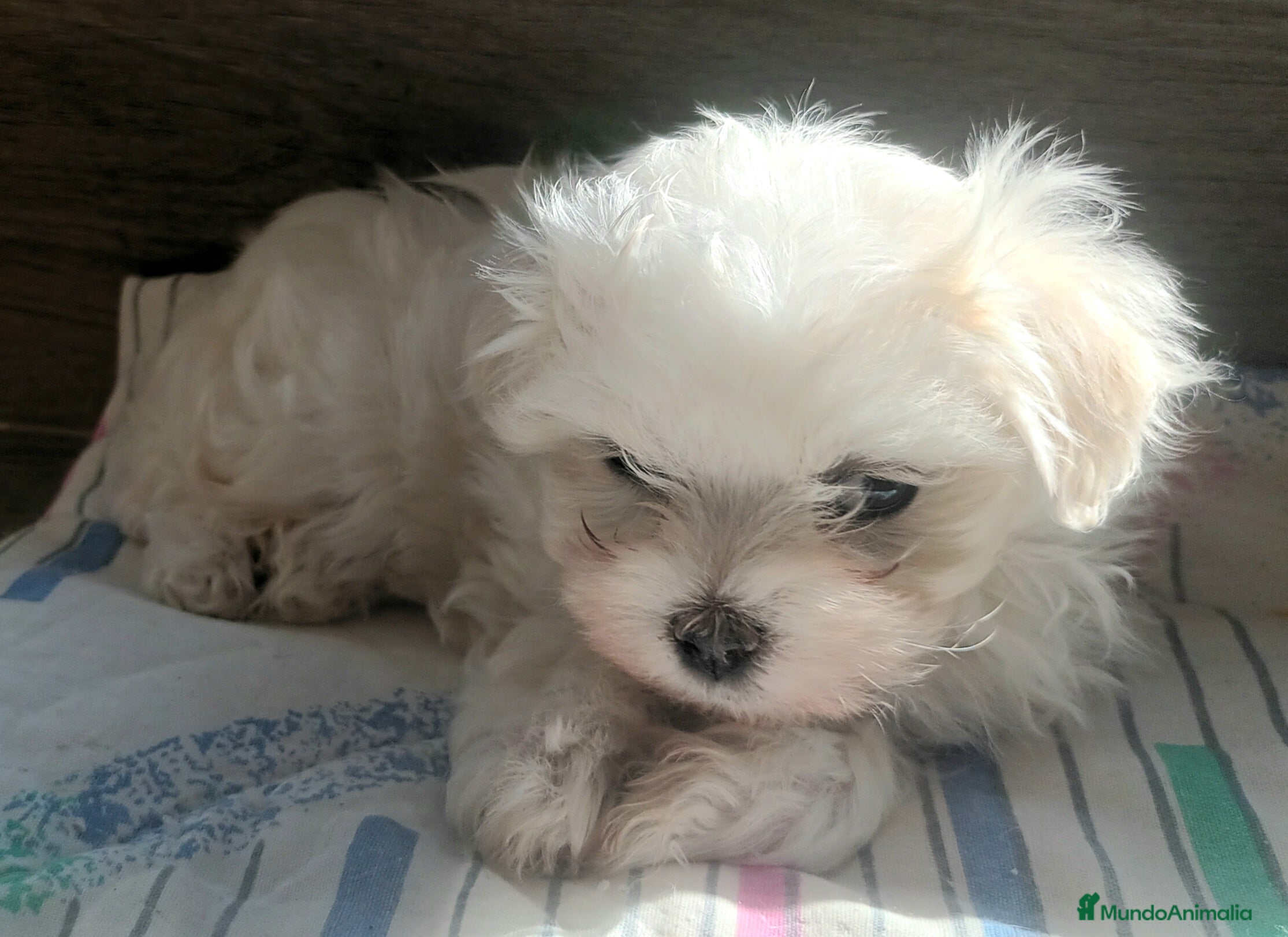 Bichón Maltés perros Bichón Maltes Americano Hembra - Anuncio 2