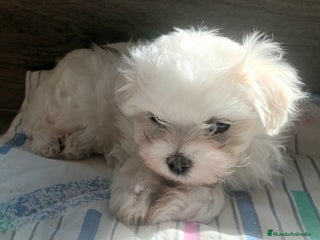 Bichón Maltés perros Bichón Maltes Americano Hembra - Anuncio 1