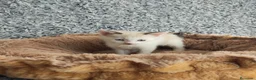 Raza Mixta gatos en venta: Siamés cruce - Anuncio 6