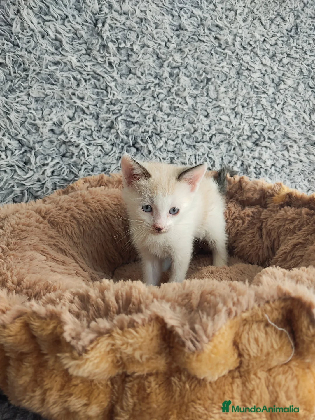 Raza Mixta gatos en venta: Siamés cruce - Anuncio 6
