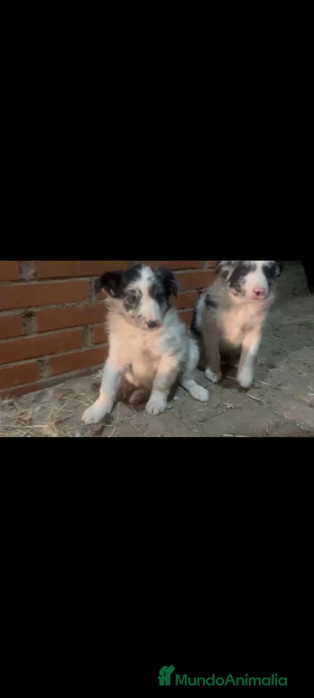 Border Collie perros en venta: Border Collie - Anuncio 1