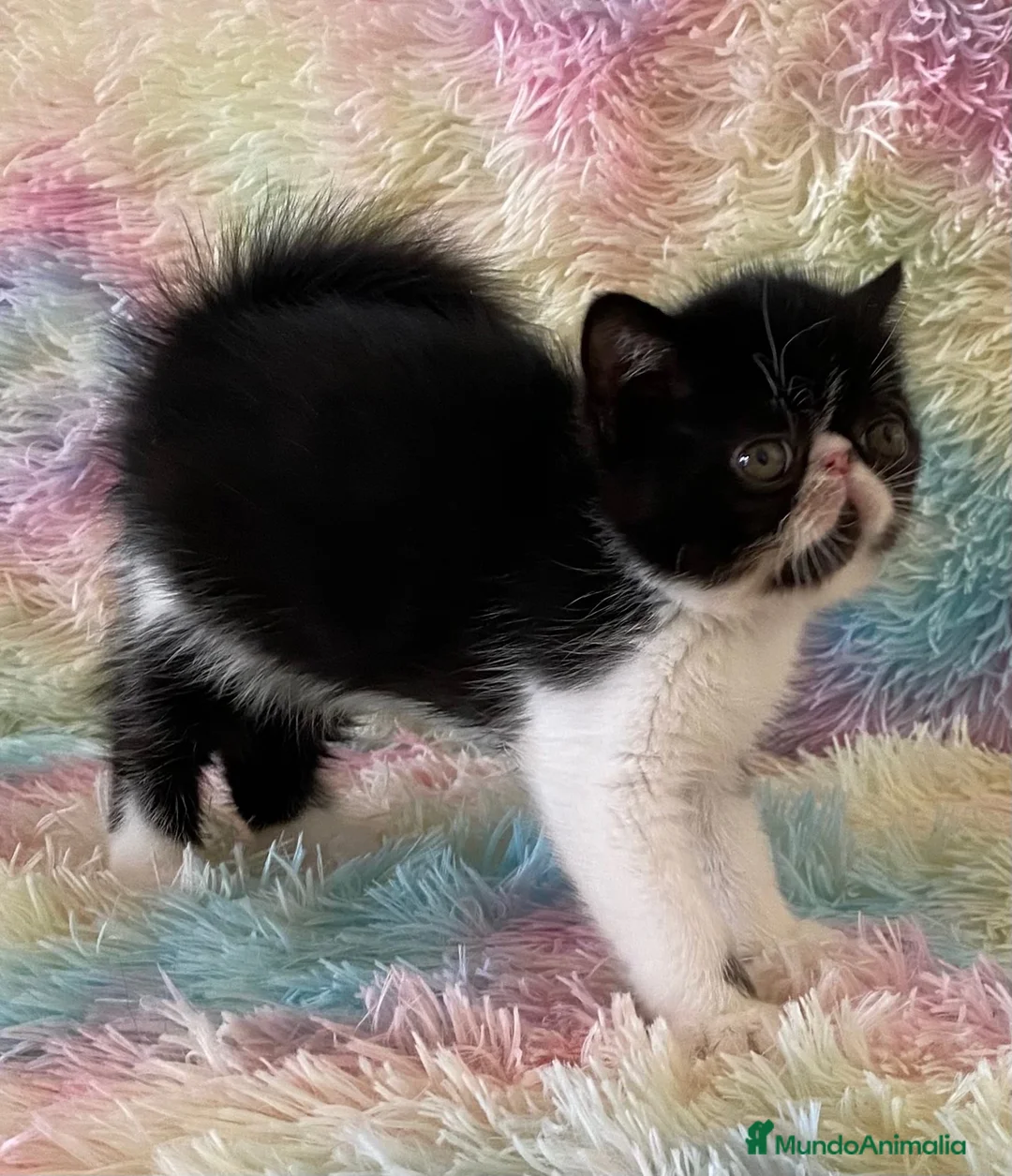 Exótico de Pelo Corto gatos en venta: Exótico short hair - Anuncio 7