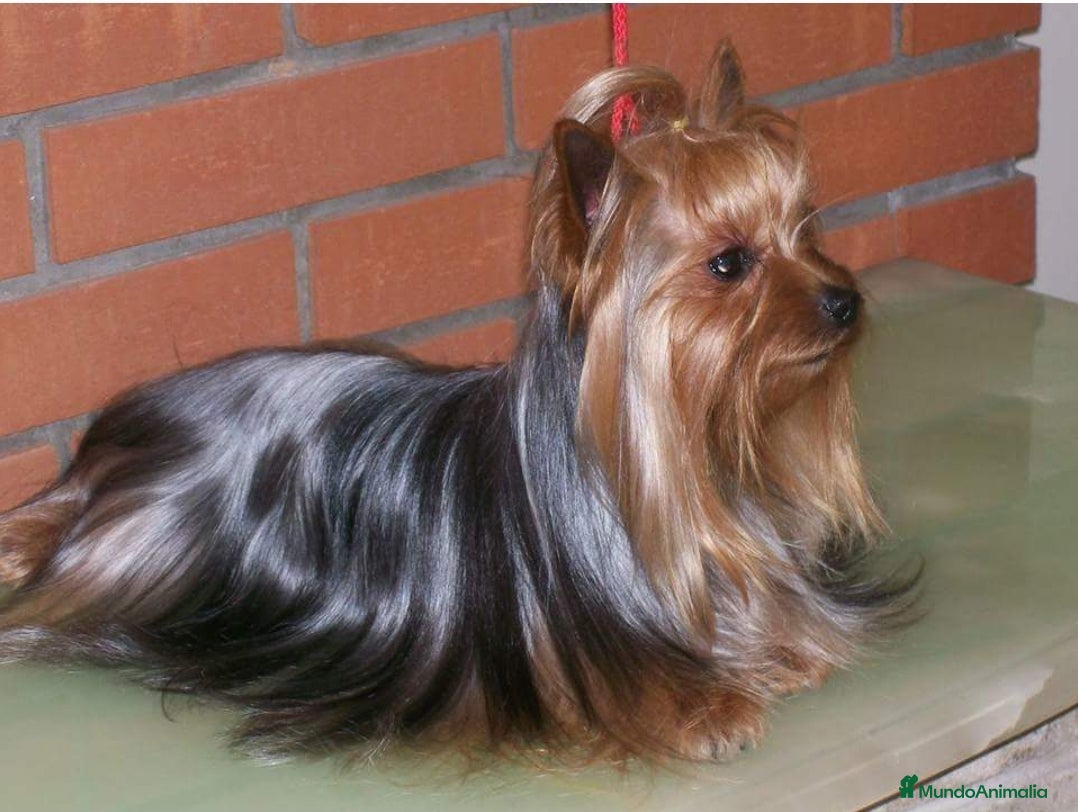 Yorkshire Terrier perros Yorkshire mini  - Anuncio 4