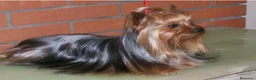 Yorkshire Terrier perros en venta: Yorkshire mini  - Anuncio 1