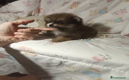 Pomerania perros en venta: Pomerania macho mini c - Imagen 3