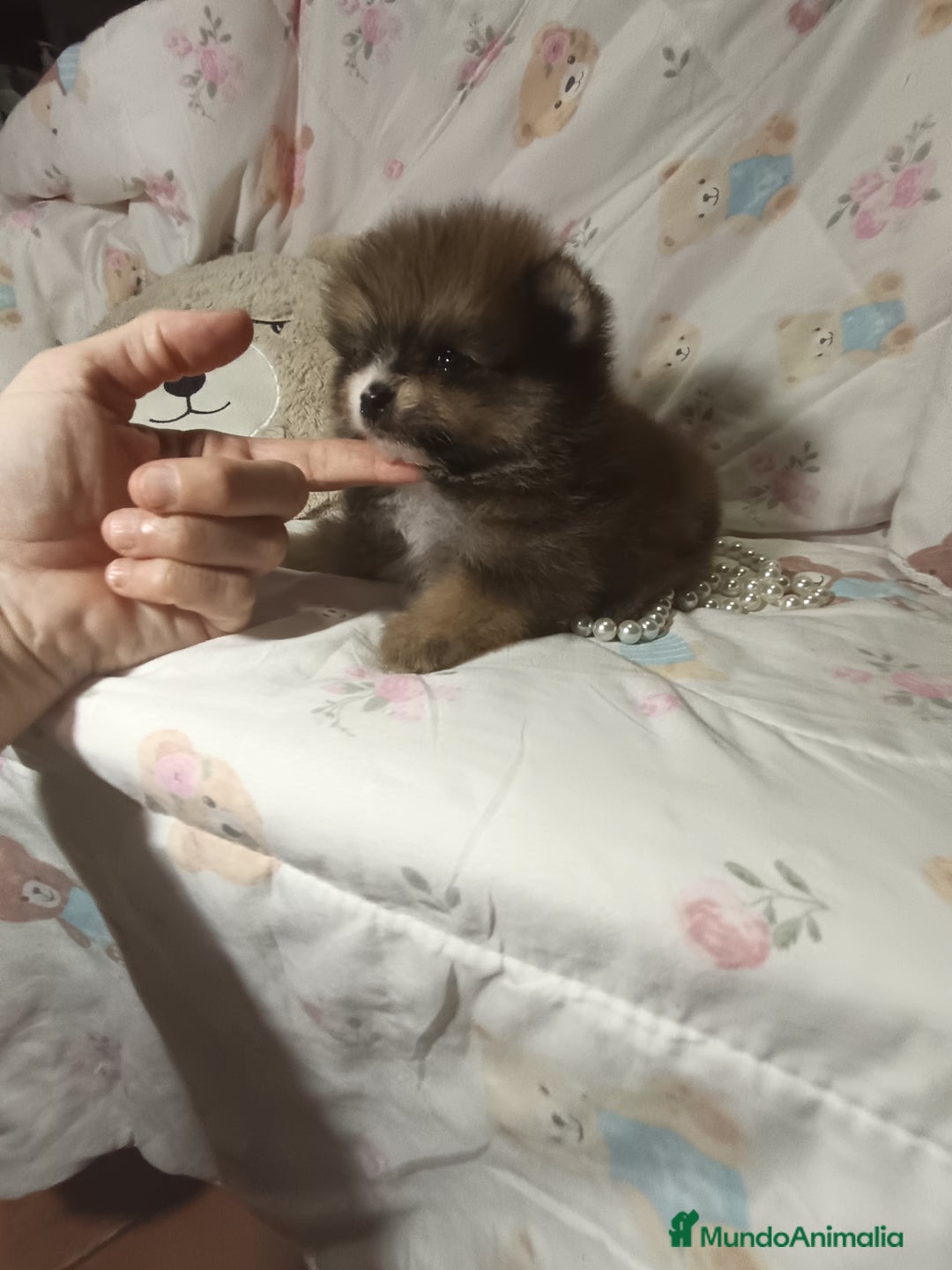 Pomerania perros en venta: Pomerania macho mini c - Imagen 3