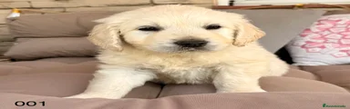 Golden Retriever Cachorro 1