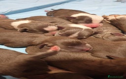 American Staffordshire-Terrier perros en venta: American Stanford  - Imagen 2