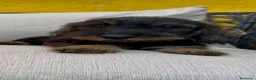 Teckel Miniatura perros en venta: Teckel pelo duro - Anuncio 2