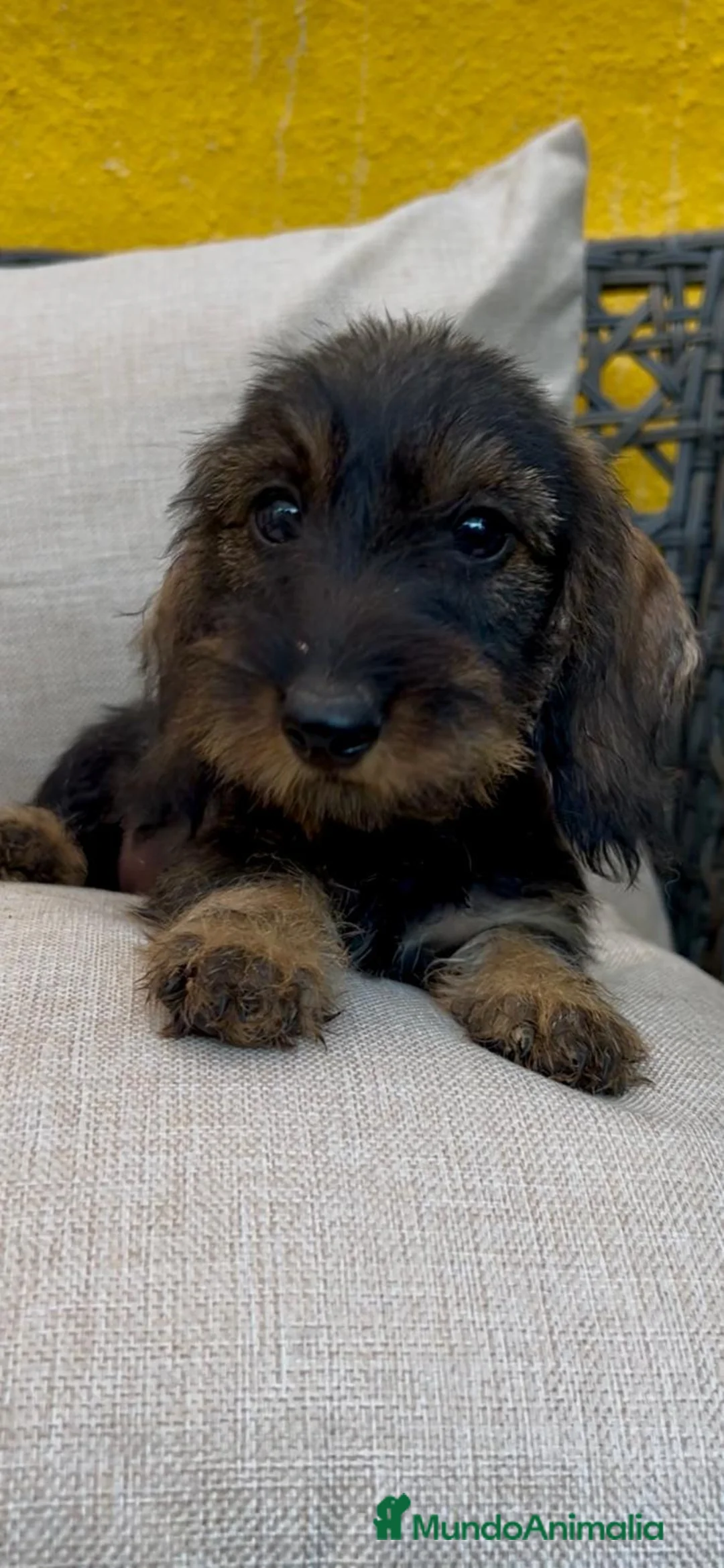 Teckel Miniatura perros en venta: Teckel pelo duro - Anuncio 2
