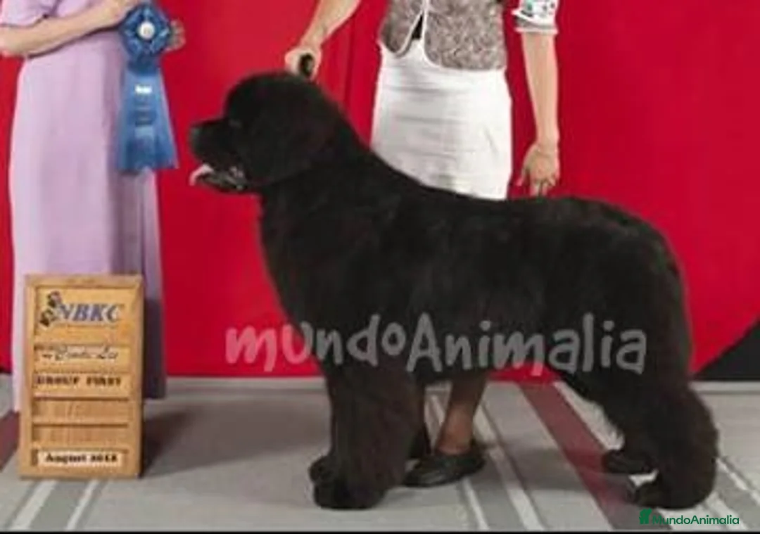 Imagen de galería {{count}}