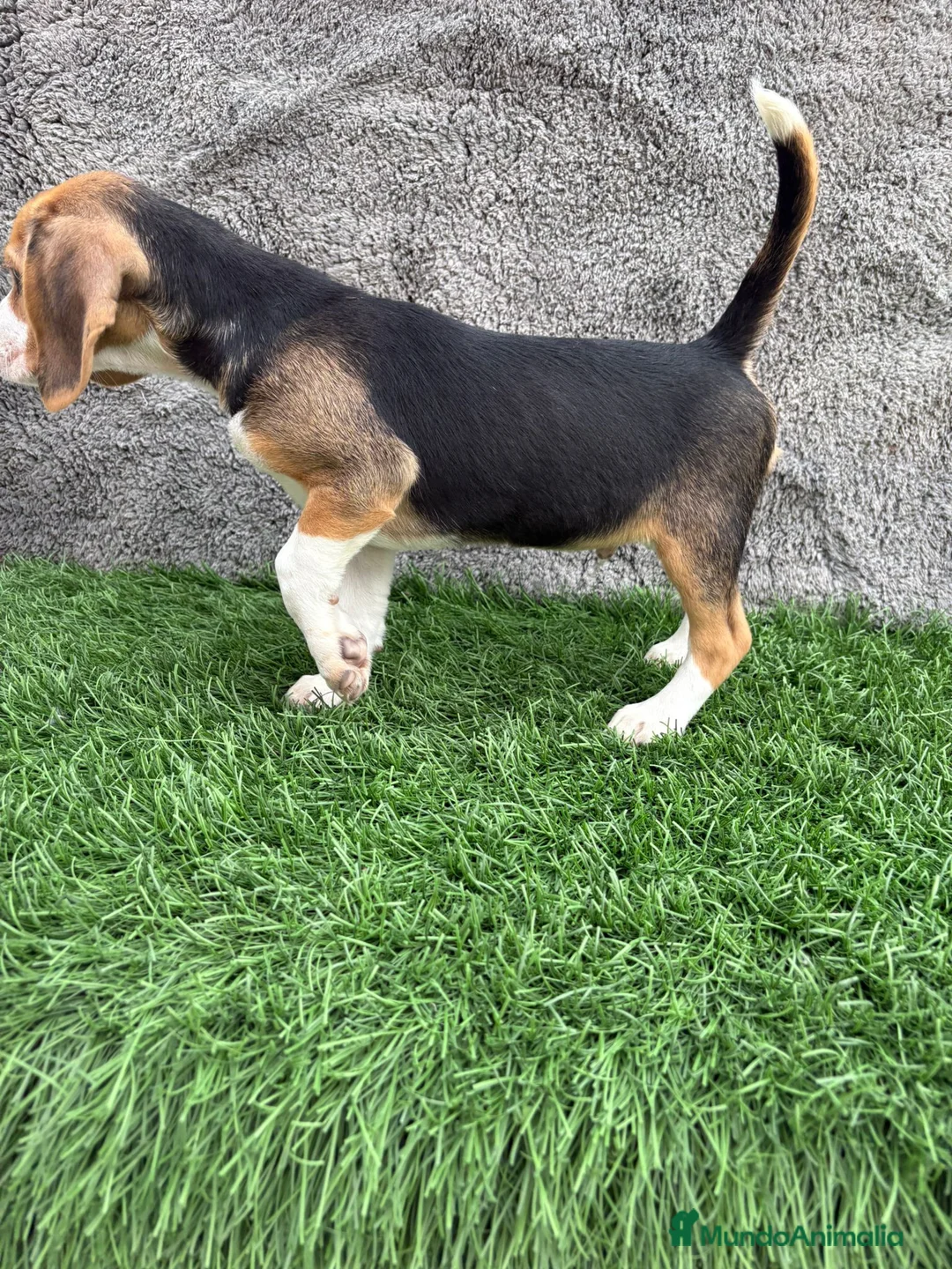 Beagle perros en venta: Precioso macho de Beagle  - Anuncio 8