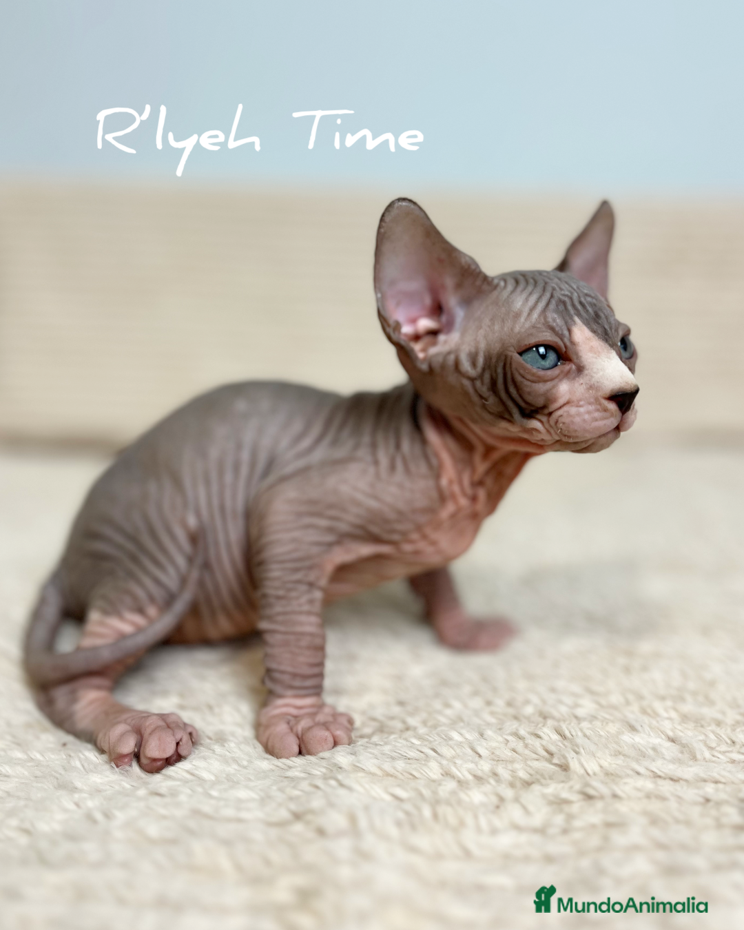 Sphynx gatos en venta: Sphynx - Imagen 12